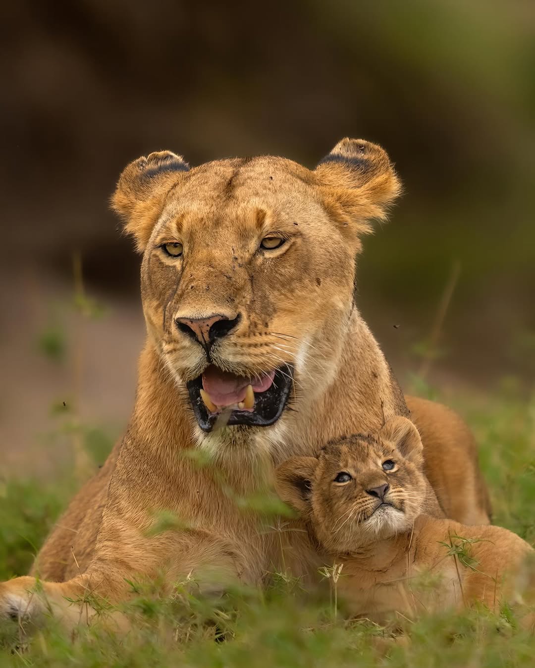 Tanzania Safari Landscape